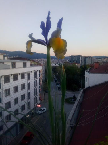 Mavi Kız Geri Geldi...