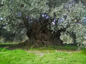Zeytin Ağacı