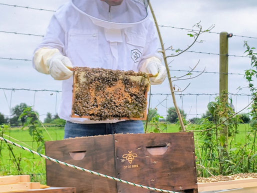Onze naam waarmaken: Op de Bees heeft bijen!