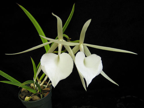 Brassavola