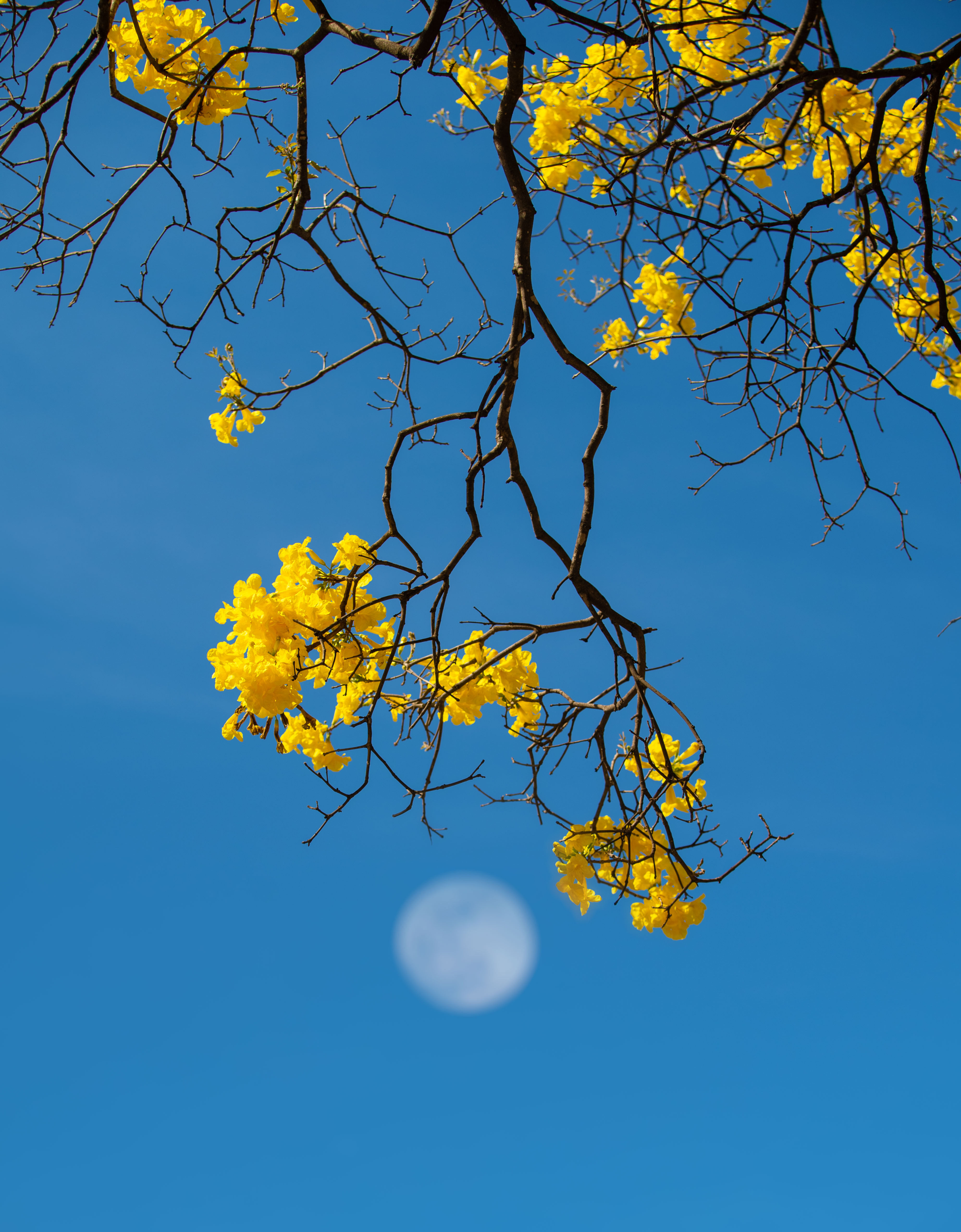 Florescer 7