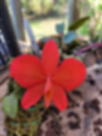 Orquídea