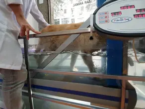HIDROESTEIRA PARA CÃES E GATOS