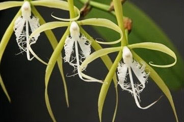 Epidendrum