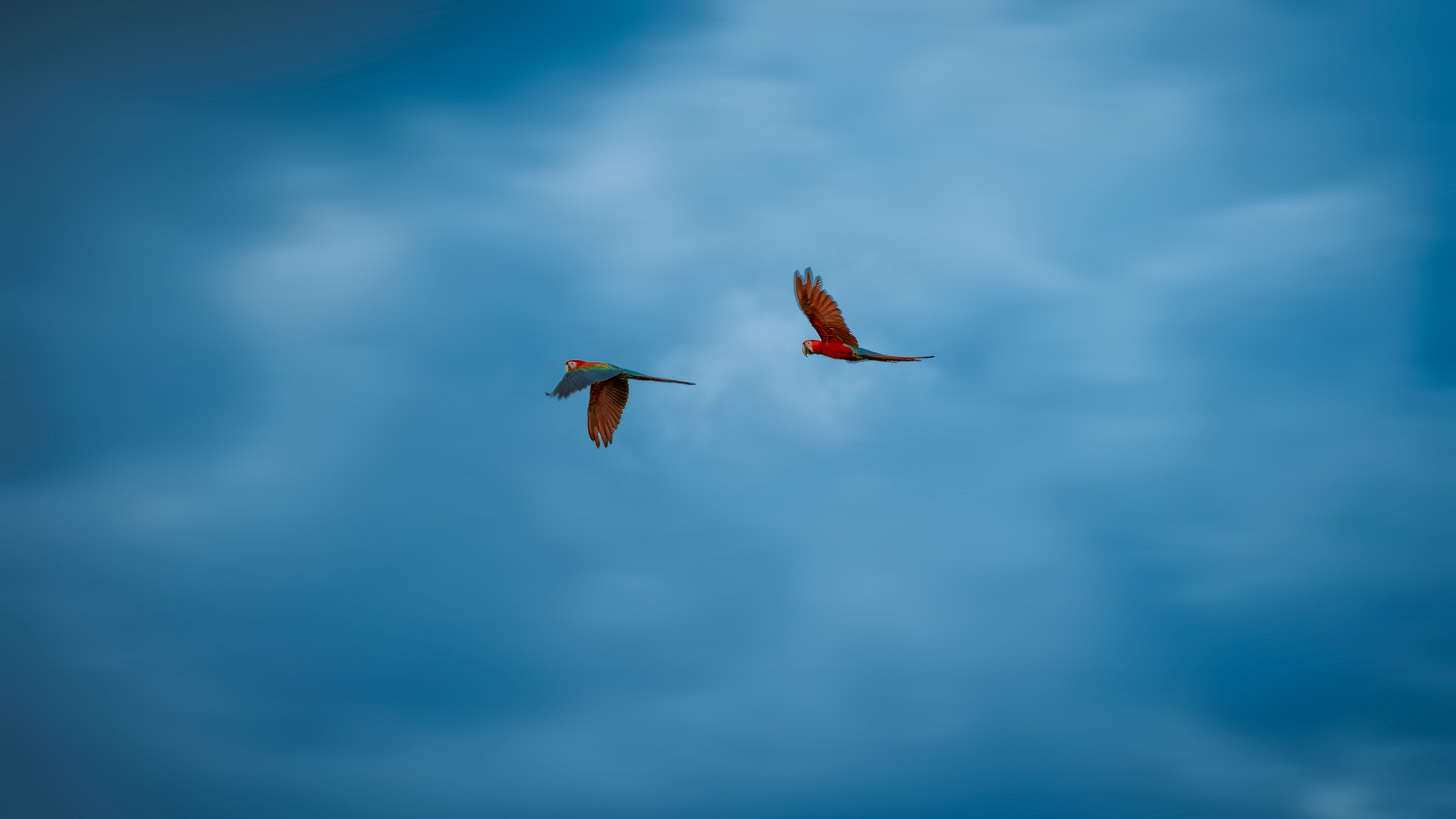 Bonito 2