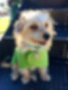 zen dog