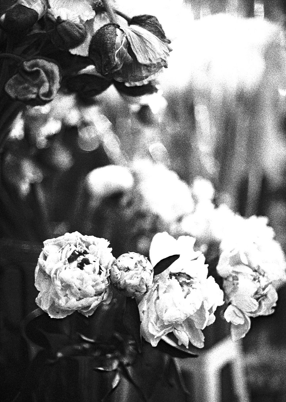 Rose pariesienne.jpg