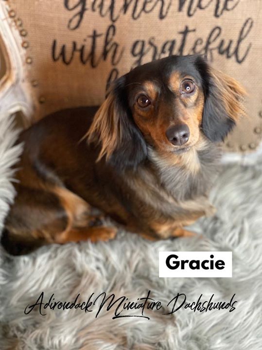 small black and white fluffy dog