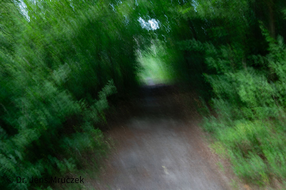 Waldweg, der unscharf vor einem liegt.