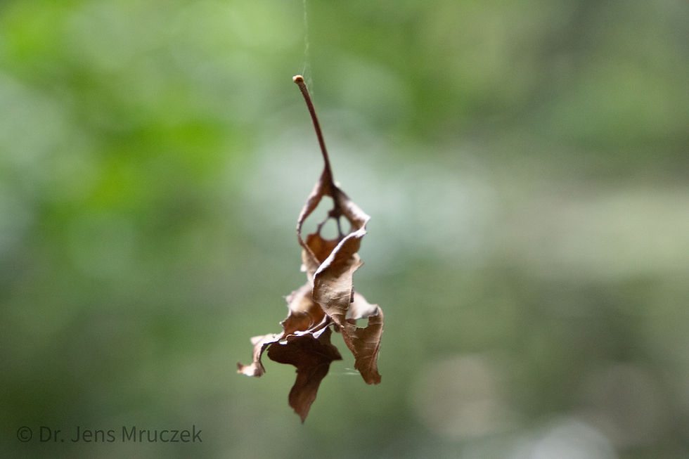 Am Spinnenfaden hängendes Blatt