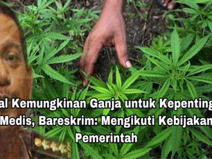Soal Kemungkinan Ganja untuk Kepentingan Medis, Bareskrim: Mengikuti Kebijakan Pemerintah