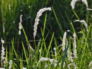 Tumbuhan Alang-Alang Miliki 3 Manfaat, Salah Satunya Mempercepat Penyembuhan Luka