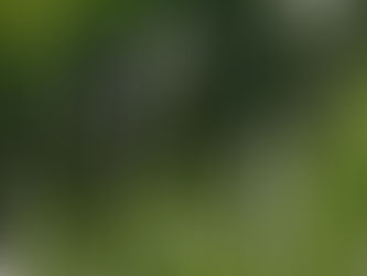 Tumbuhan Alang-Alang Miliki 3 Manfaat, Salah Satunya Mempercepat Penyembuhan Luka