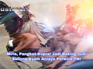 Miris, Pangkat Kopral Jadi Beking Judi Sabung Ayam Aniaya Perwira TNI