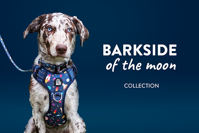 Collie in space pattern dog harness