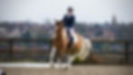 FOR THE LOVE OF HORSES