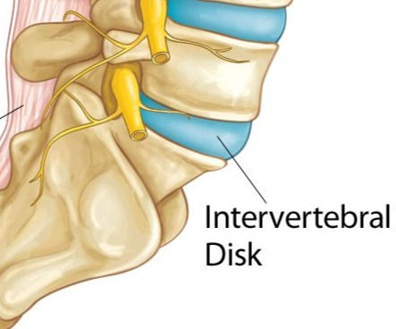 Should Our Lumbar Spine Move?