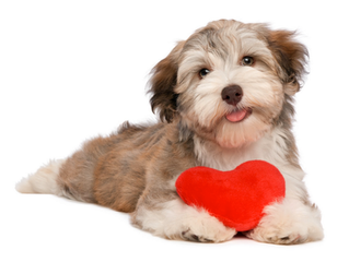 Unconditional love of a pet...