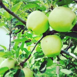 granny smith apple