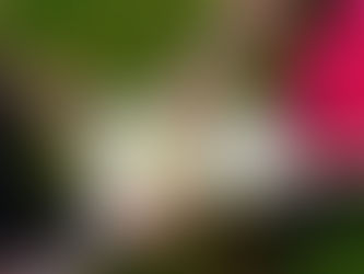 LSVS 59. sporta spēļu rezultāti ORIENTĒŠANĀS sportā.