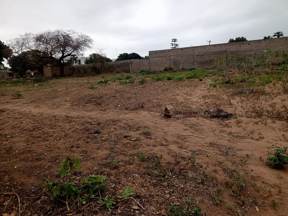 Miniatura: Um terreno à venda na zona de Boane