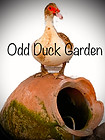 OddDuckLogo_edited.jpg