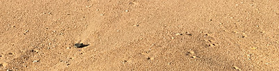 Humphreys Manly beach