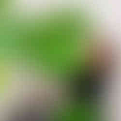 DIY pour fabriquer des tuteurs pour plantes en recyclant des tasseaux en bois.