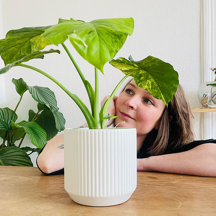 DIY facile arrosage par capillarité maison pour plante d'intérieur 