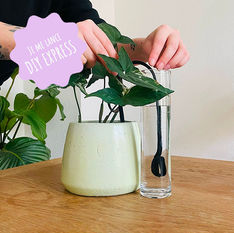 DIY  arrosage par capillarité :  fabriquer un système d'arrosage autonome pour plantes d'intérieur