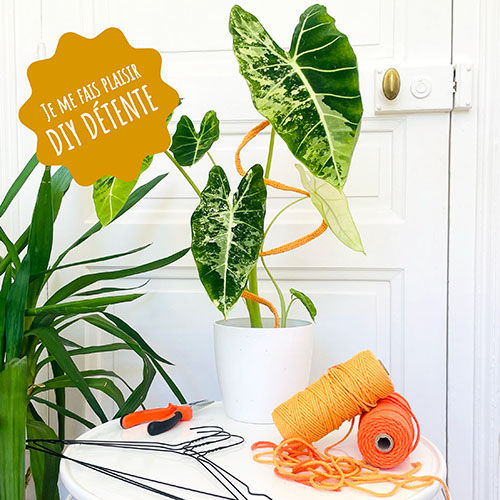 DIY tuteur flexible : fabriquer un tuteur modulable pour plante d'intérieur avec un cintre recyclé