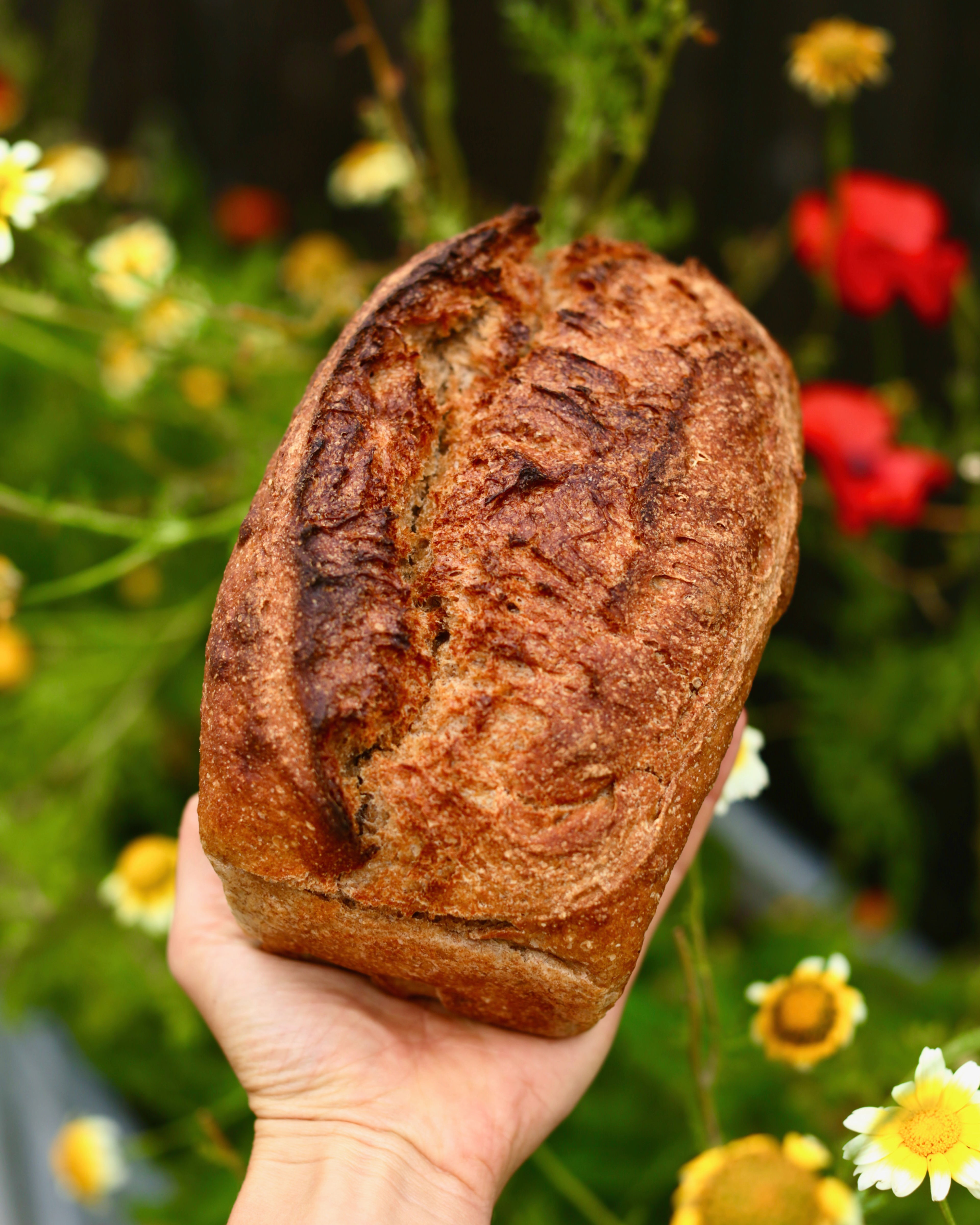 Red Sourdough Loaf