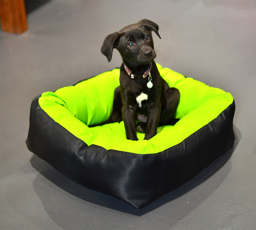 dog bed, cycle dog, cute puppy, dog accessories, pet supplies