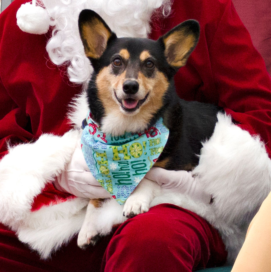 Thumbnail: Holiday Over-the-collar Dog Bandana