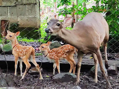 MARENA Río San Juan, realizó visita de seguimiento al Zoocriadero Familiar "Gaitán