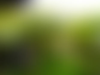 マルメロの花