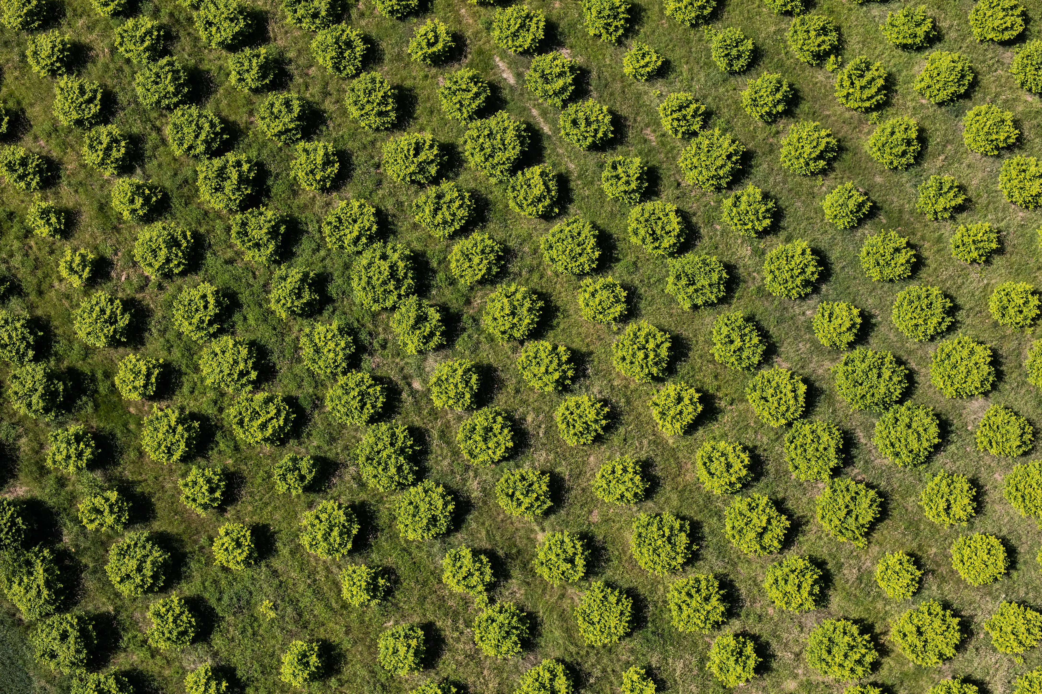 orchard from birds eye view