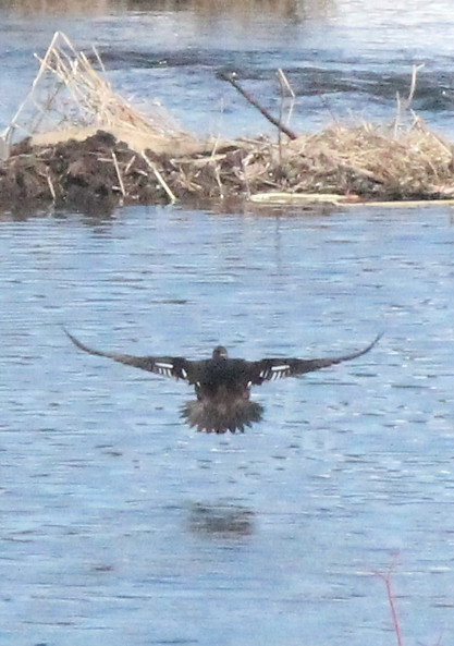 Takeoff.JPG