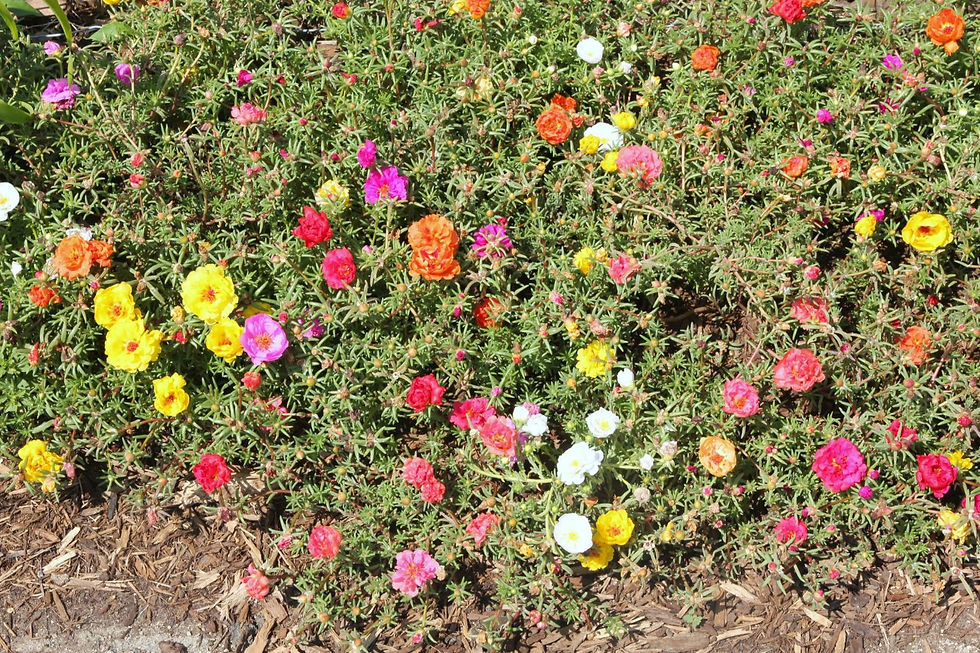 MossRose-planting-1536x1024.jpg