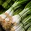 Thumbnail: 原材料/蔬菜Fresh Ingredients/ Vegetables