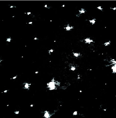 EGOGONIA E PESSOA DESEJANTE