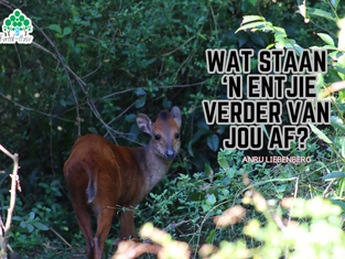 Wat staan 'n entjie verder van jou af? (Anru Liebenberg)