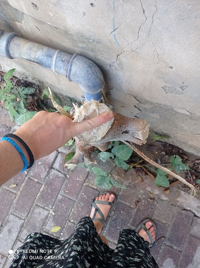 סיפור על עץ'ה