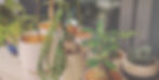 ADDFAE10-1708-4AF3-9425-253D82363A93_edited_edited.jpg