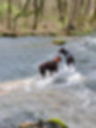 Bella & Axe in creek.jpg
