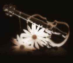 Clear viola w daisys 2.jpg