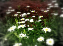 Daisy color 1.JPG