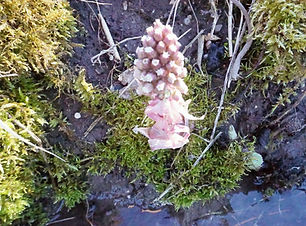 Pestwurz (2)_edited.jpg