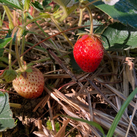 Erdbeere
