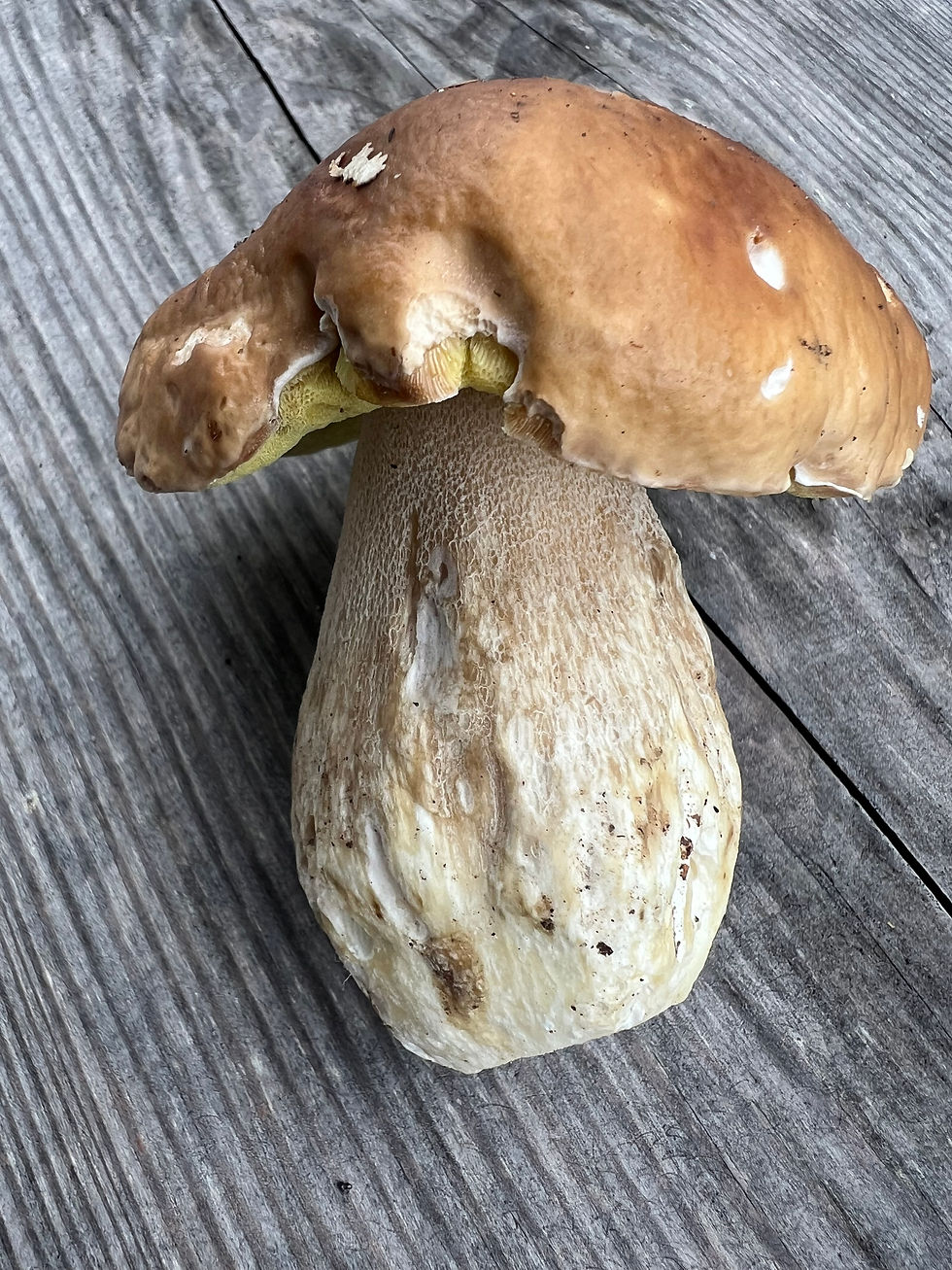 Steinpilz